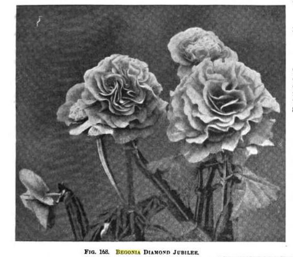 B. ‘Diamond Jubilee’